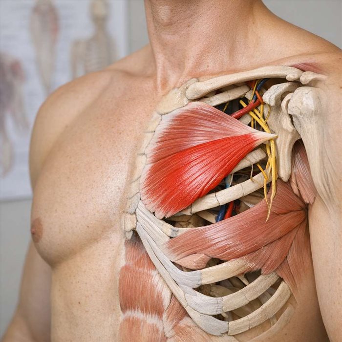 Muscle petit pectoral : anatomie, rôle et rôle clé