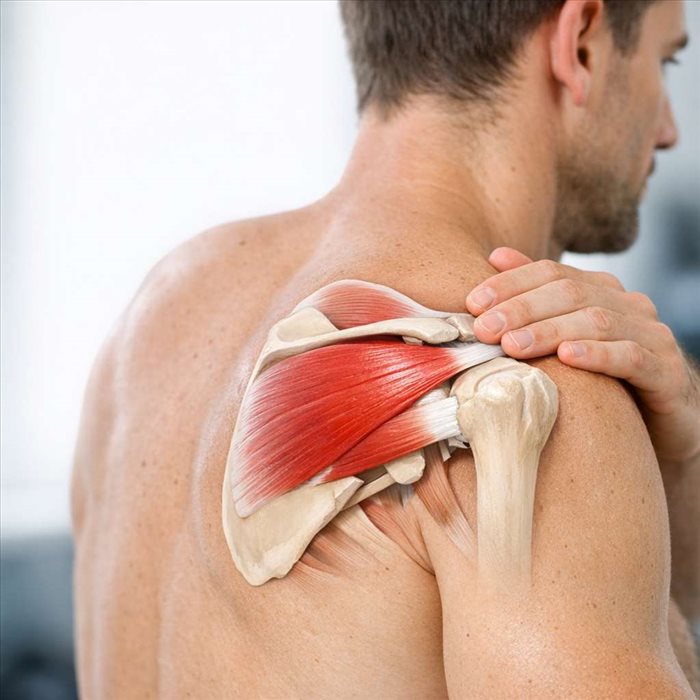 Muscle infra-épineux : anatomie et rôle dans l’épaule