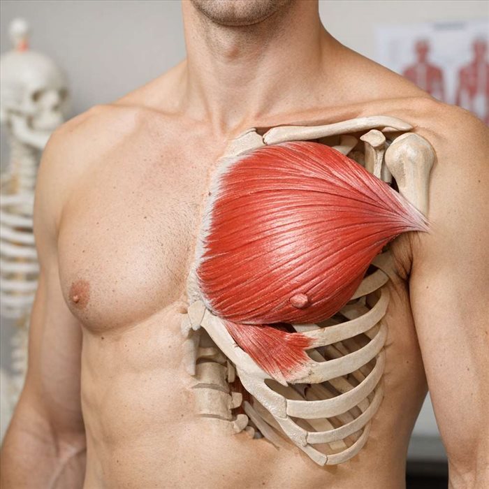 Muscle grand pectoral : anatomie, rôle et fonctions